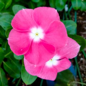 ニチニチソウ,ガーデニング,ピンクの花,日当たり良好,花のある生活の画像