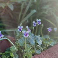 サルスベリ,パンダスミレ,緑のある暮らし,小さな幸せ♡,ありがとう♡の画像