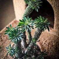 ソテツキリン,パイナップルコーン,峨眉山,峨眉山鉄甲,ユーフォルビア・峨眉山の画像