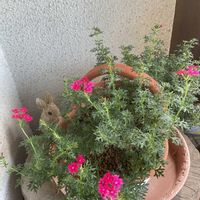 カランコエ,宿根バーベナ,ジニア（百日草）,花壇,GS映えの画像