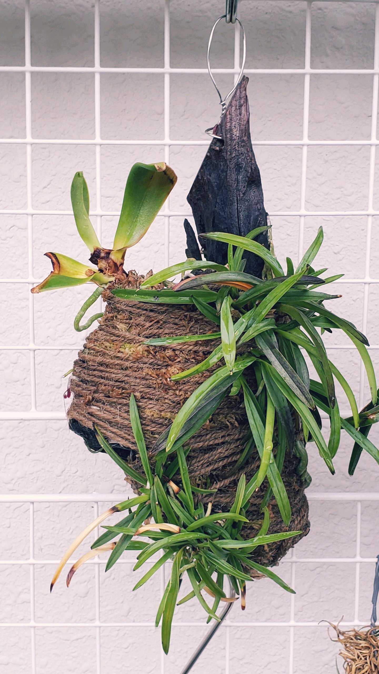 名護蘭の一覧｜🍀GreenSnap（グリーンスナップ）