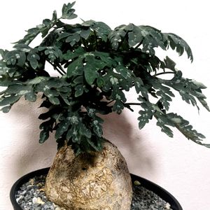 アデニア ペリエリ,アデニア・メタモルファ,☆りん☆のペリエリ,多肉植物,塊根植物の画像