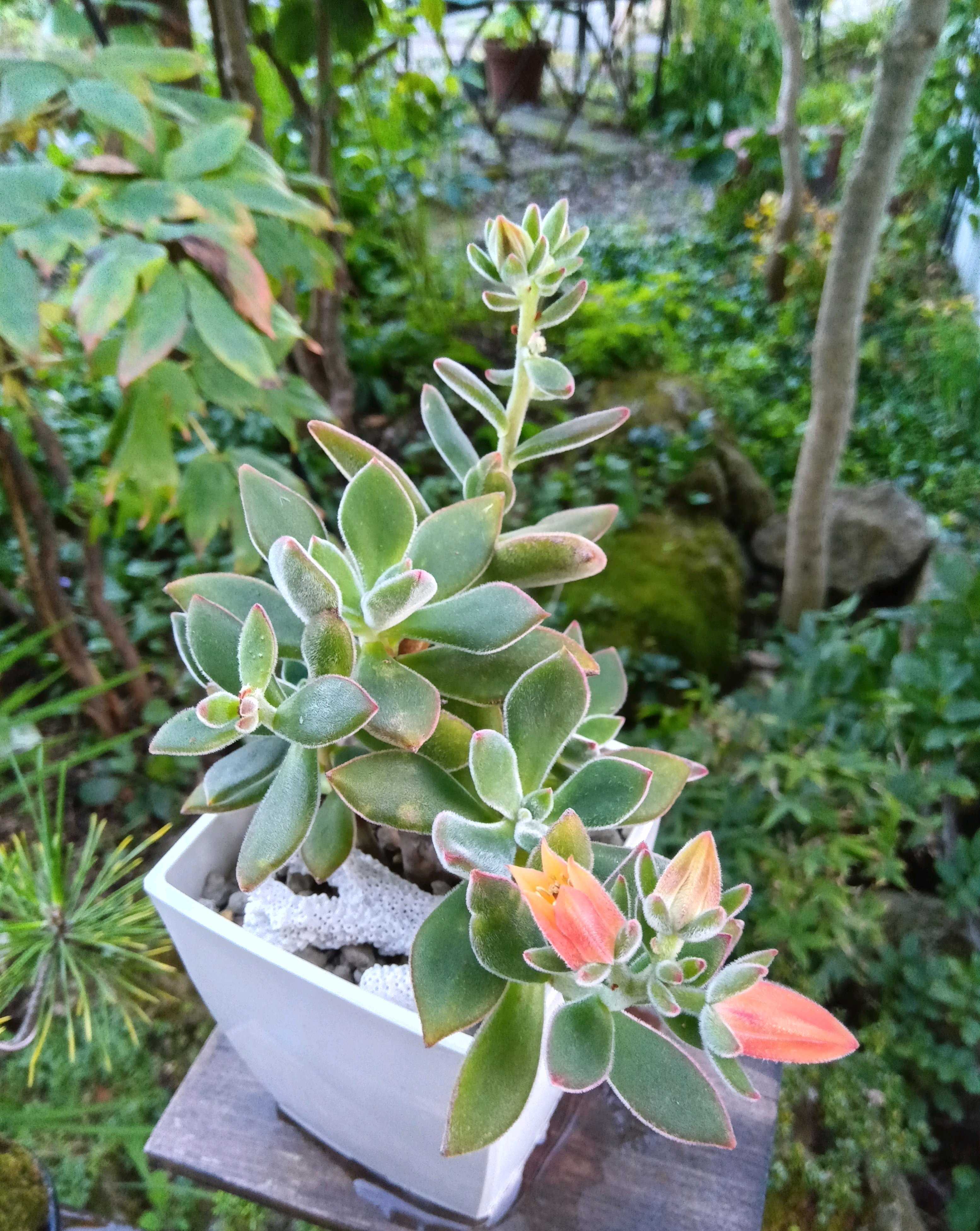 ハムシーの育て方｜日当たり加減や置き場所は？室内でもOK