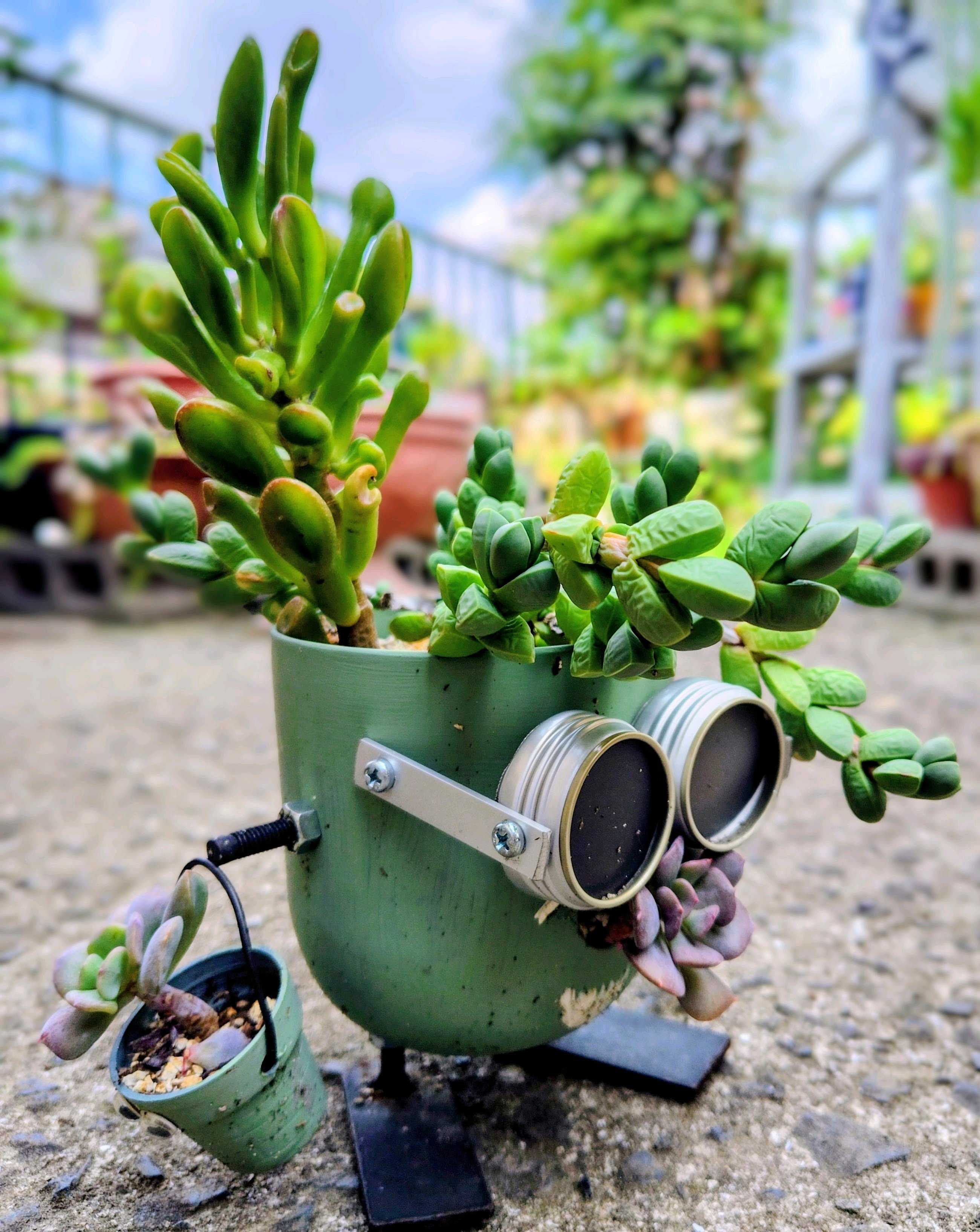 ❤️専用ページ❤️多肉植物の寄せ植え❤️ 寄せ植え20種☆多肉植物☆ その他素材 プクニク 通販 954487