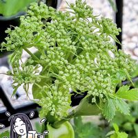 アシタバ,明日葉,お散歩ちゃんスタンプの画像