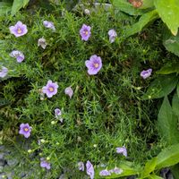 ニーレンベルギアの画像