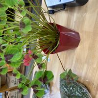 オキザリス・デッペイの画像