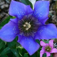 セリンセ・マヨール,リンドウ,リンドウ,竜胆,ハマユウの画像