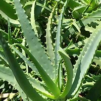 キダチアロエの画像