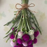 センニチコウ,ドライフラワー,トイレの画像