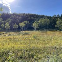 ウメバチソウ,竜胆,エゾリンドウ,今日のお花,雲仲間の画像