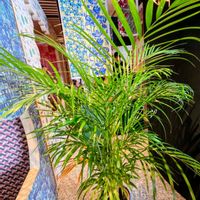 アレカヤシ,リバティプリント,ウィリアム・モリス,観葉植物,かわいいな♡の画像