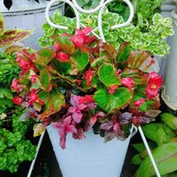 アルテルナンテラ マーブルクイーン,アルテルナンテラ マーブルクイーン,ベコニアセンパフローレンス.,ハンキング,ベコニアセンパフローレンスの画像