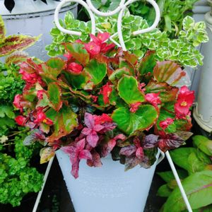 アルテルナンテラ マーブルクイーン,アルテルナンテラ マーブルクイーン,ベコニアセンパフローレンス.,ハンキング,ベコニアセンパフローレンスの画像