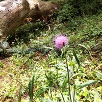 アザミ,so・raの小さな物語,たぬき桜の画像