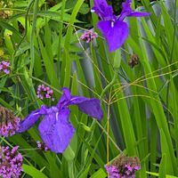 カキツバタ,感謝,花のある暮らし,いつまでも,やさしい❤の画像