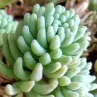 セダム,クリームソーダ,クリームソーダ　たなばたの画像