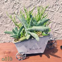 若緑,神刀,クラッスラ デュビア,デュビア,ファルケイタの画像