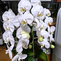 エキザカム,胡蝶蘭,ミディ胡蝶蘭,大輪胡蝶蘭,大輪胡蝶蘭の画像