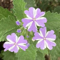 バーベナ,お出かけ先にての画像