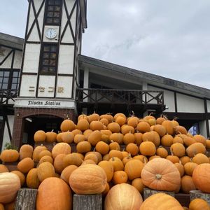 北海道,今日の収穫,オーガニック野菜 ,雪秩父温泉,家庭菜園の画像