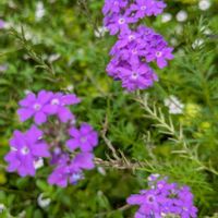 バーベナ,安曇野,宿根バーベナ,紫の花,今日の花の画像
