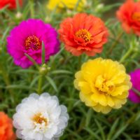 マツバボタン,マツバボタン(松葉牡丹),非耐寒性多年草,今日のお花,一年草扱いの画像