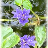 コナギ,小さなお花,ウォーキングの楽しみの画像