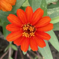 ジニア,お出かけ先にての画像