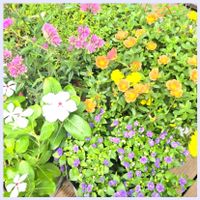 エキザカム,センニチコウ,ニチニチソウ,ポーチュラカ,繋がりに感謝✨の画像