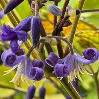 クサボタン,クレマチス,感謝,花のある暮らし,いつまでもの画像