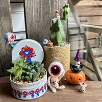 ハオルチア プラニフォリア,福禄竜神木,ハオルチア レツーサ,全国オヤジ連合会,イーオンナ美人の日の画像