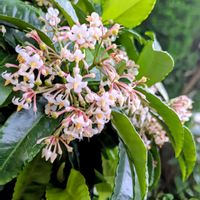 万両,斑入り花菖蒲,花菖蒲,斑入り。,斑入り好き♡の画像