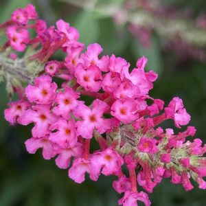 ガーデニング,フロントガーデン,低木,秋の庭の画像