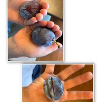 プルーン,私のお庭,GSforキッズ,千葉県北西部,小さな庭の画像