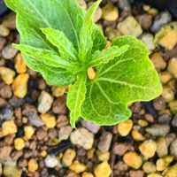 サボテン,バオバブ,ユーフォルビア,塊根植物,実生の画像