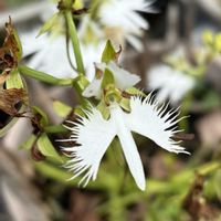 サギソウ,湿性植物,大阪公立大学附属植物園の画像