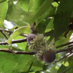 クヌギ,どんぐり,コナラ,エノキ,木の実の画像