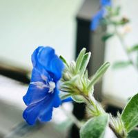 アメリカンブルー,花のある暮らし,GS映え,GS日和,地道にコツコツの画像