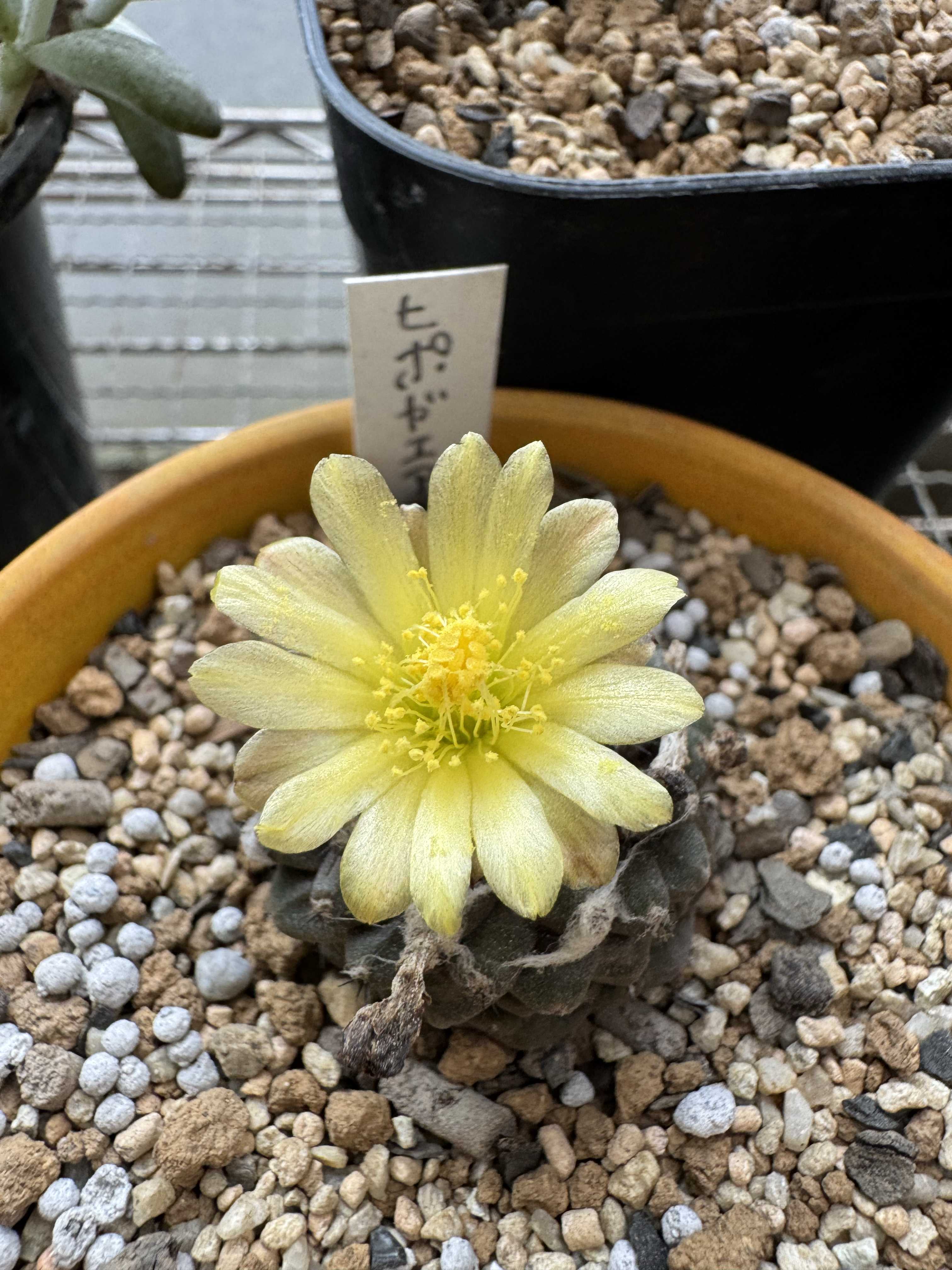 シンメトリカの一覧|🍀GreenSnap(グリーンスナップ) シンメトリカの一覧|🍀GreenSnap(グリーンスナップ)