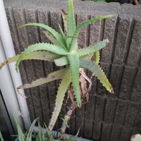 キダチアロエの画像