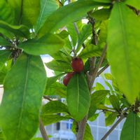 ミラクルフルーツ,ミラクルフルーツ　実,鉢植え,庭の画像