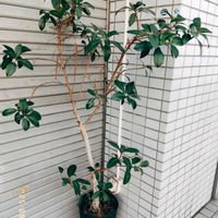 フィカス・プミラ,フィカス アルティシマ,フィカス　ウンベラータ,フィカス・アルテシマ,フィカス・ティネケの画像