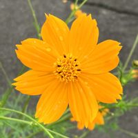 キバナコスモス,お出かけ先にての画像