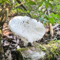 キノコ,馬酔木(アセビ）,シロオニタケ,番外編,GS映えの画像