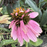 エキナセア,ガーデニング,フロントガーデン,秋の庭,宿根草♪の画像