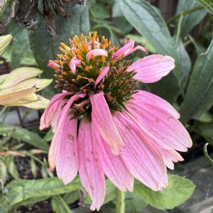 エキナセア,ガーデニング,フロントガーデン,秋の庭,宿根草♪の画像