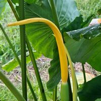 サトイモの画像