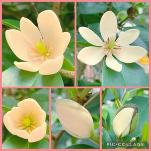 カラタネオガタマ,お花のある生活,甘い香り,お花大好き♡,おうち園芸の画像