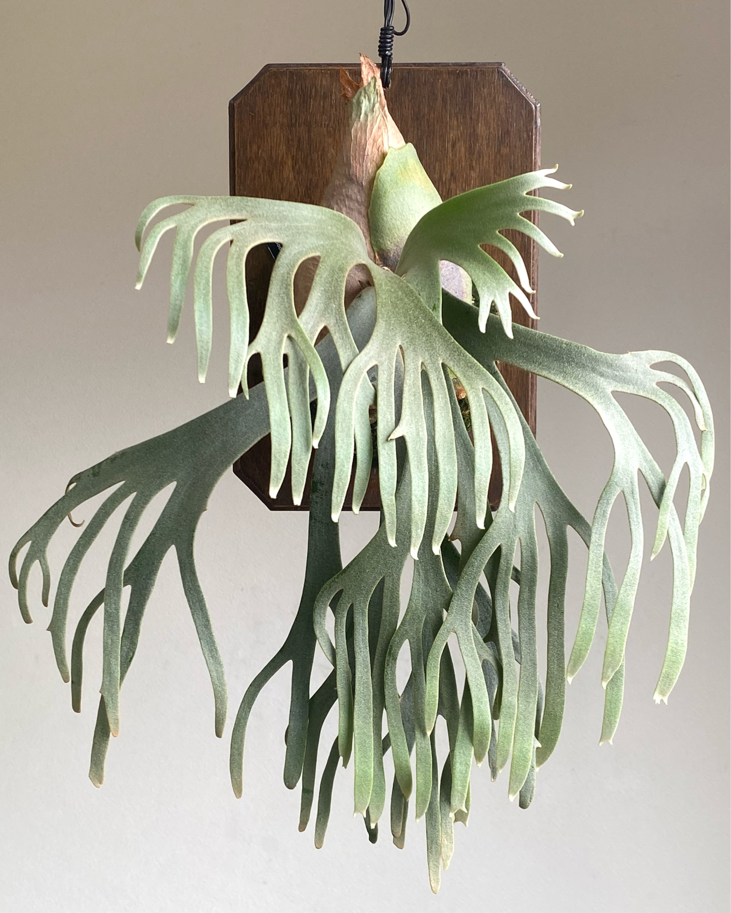 P. willinckii 'Jade Girl' spore 成長記録 2025.9.17